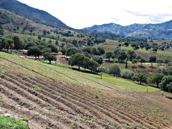 Fields on the slopes