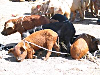 Chichicastenango Market